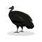 Black Cassowary Color Illustration Design