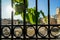 Black cast iron fence gate with green vine leaves in front of ancient greek ruin, sunlight beam and sky background