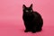 Black cat in alert position on a pink background