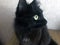 Black cat animal portrait mammal. Domestic pet kitten with yellow eye. Sitting black cat