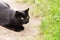 Black cat with attentive look lies and hunts in green grass outdoors in spring