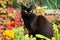 Black cat with attentive lookoutdoor in autumn nature in garden, on fall colorful leaves background