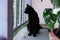 Black cat in the balcony enclosure, watchful profile