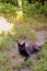 Black cat basking in the summer on the grass