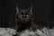 Black cat with beautiful eyes on fuzzy rug against dark background