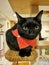 Black cat with big curious eyes and orange handkerchief stand on top of the wooden tower