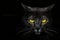 Black cat on the black background with yelow eyes