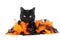 Black cat with black and orange feathers