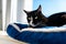 A black cat with a black and white snout, lying on a blue bed on a windowsill, a blue sky in the background.