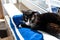 A black cat with a black and white snout, lying on a blue bed on a windowsill, a blue sky in the background.