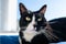 A black cat with a black and white snout, lying on a blue bed on a windowsill, a blue sky in the background.