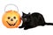 Black cat with candies in halloween bucket