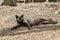 The black cat, carelessly basking on warm lava pebbles and looks at the camera. Shot with a telephoto lens. Playa De Caleta,