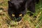 Black cat caught a bird closeup