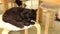 Black cat on a chair sleeping in the kitchen black feline sitting, black fur nobody mixed, licking screens. Nimal at