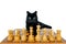 Black cat on a chessboard with white chessmen