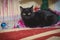 Black cat at Christmas under the Christmas tree. Domestic cat lies under the Christmas tree Close-up