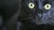 Black cat close up
