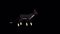 Black Cat comes and lies down alpha matte HD