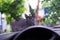 Black cat with cropped ear sitting on the car. This is called â€œear-tipping,â€ and is actually a sign that the cat has been the