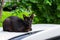 Black cat with cropped ear sitting on the car. This is called â€œear-tipping,â€ and is actually a sign that the cat has been the