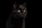 Black Cat on Dark Background