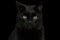 Black Cat on Dark Background