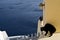 Black Cat in Defensive Pose on Santorini Wall