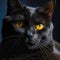 Black cat detailed shine beautiful eyes dangerous, Generative AI