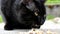 Black cat eats meat in the garden