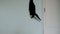 Black cat funny jumps on the wall behind a laser pointer at home slow motion