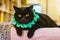 Black cat in green collar looking at camera. Gloomy cat. Unhappy home animal. Scottish cat on sofa. Elegant kitten portrait. Short