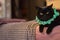 Black cat in green collar looking at camera. Gloomy cat. Unhappy home animal. Scottish cat on sofa. Elegant kitten portrait. Short
