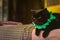 Black cat in green collar looking at camera. Gloomy cat. Unhappy home animal. Scottish cat on sofa. Elegant kitten portrait. Short