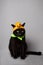 Black cat with green eyes dressed with a jack o lantern head piece