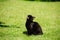 black cat on a green grass