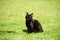 black cat on a green grass