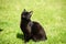 black cat on a green grass