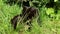 Black cat green grass. A playful little kitten lies in the grass and washes.