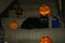 Black Cat on Halloween Night 1