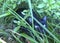 Black cat hide between the glass - gato negro escondido hierba