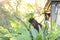 Black cat hiding in green leafy plant in jungle-like garden, partially exposed