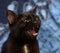 Black cat hisses aggressively