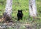 black cat hunts on the birds, hiding between two trees