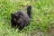 Black cat hunts in green grass