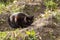 Black cat hunts on the nature