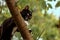 Black cat hunts  on the tree