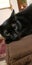 Black cat infinite looking nice eyes sweet pet domestic animal tenderness