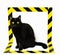 Black cat isolated with black and yellow signal tape. Conceptual image of dangerous animal