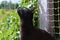 Black cat in its balcony enclosure